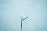 Tulip Flower | Handmade Crochet Festival Decoration | Artisan Made In India | Eco-Friendly| 100% Cotton |