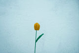 Tulip Flower | Handmade Crochet Festival Decoration | Artisan Made In India | Eco-Friendly| 100% Cotton |