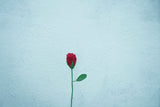 Rose Flower | Handmade Crochet Festival Decoration | Artisan Made In India | Eco-Friendly| 100% Cotton |