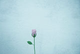 Rose Flower | Handmade Crochet Festival Decoration | Artisan Made In India | Eco-Friendly| 100% Cotton |